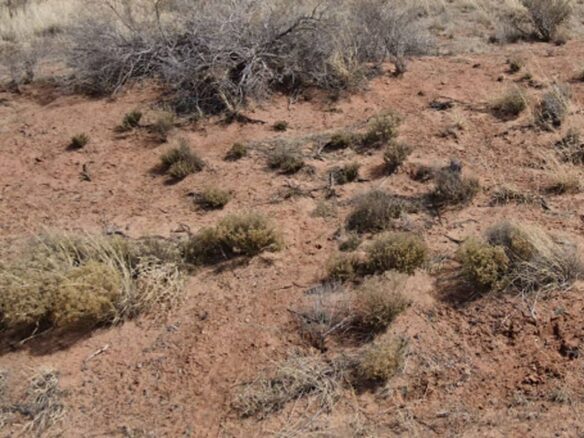 Raw land for sale in navajo county, Arizona, USA