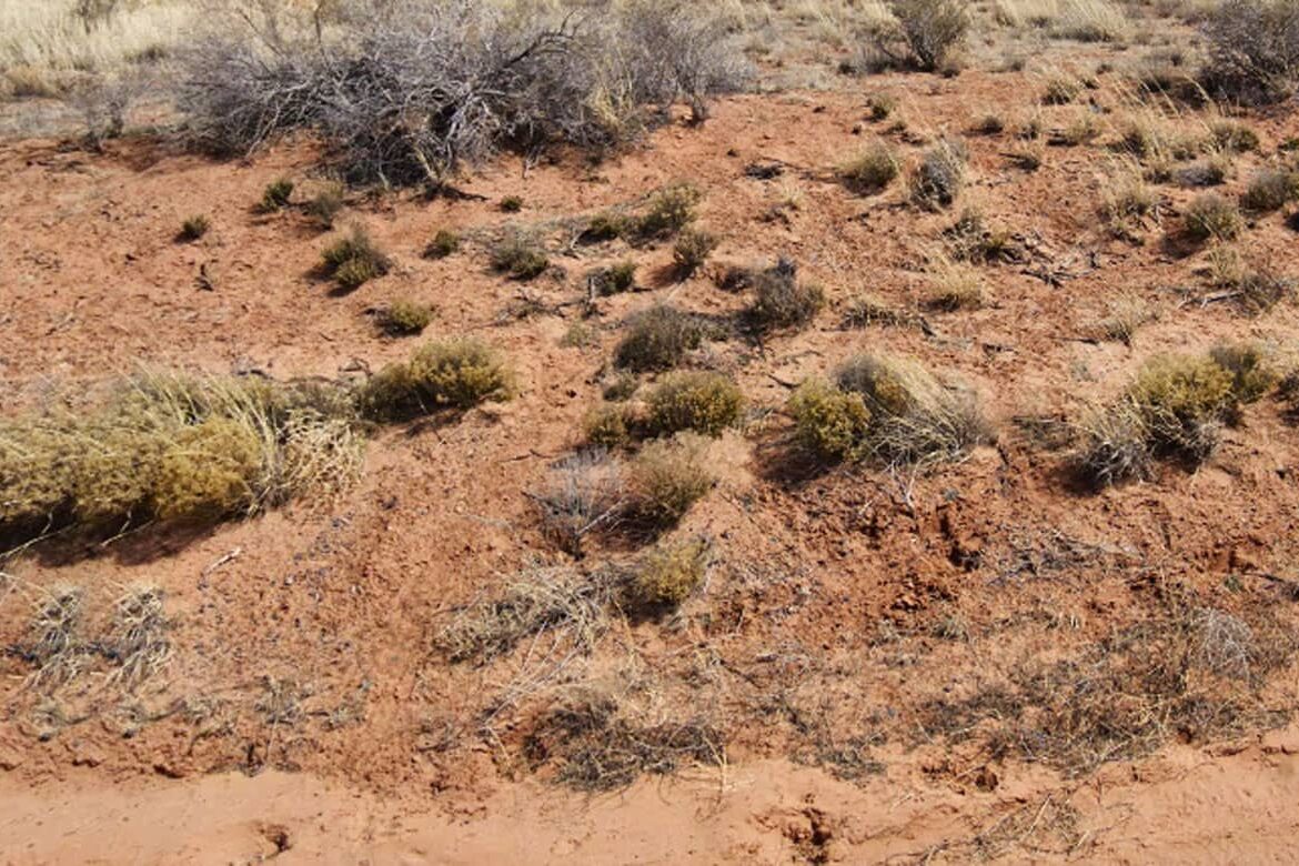 Raw land for sale in navajo county, Arizona, USA