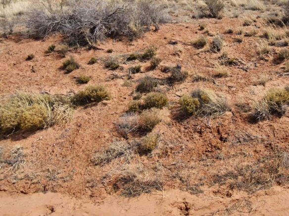 Raw land for sale in navajo county, Arizona, USA