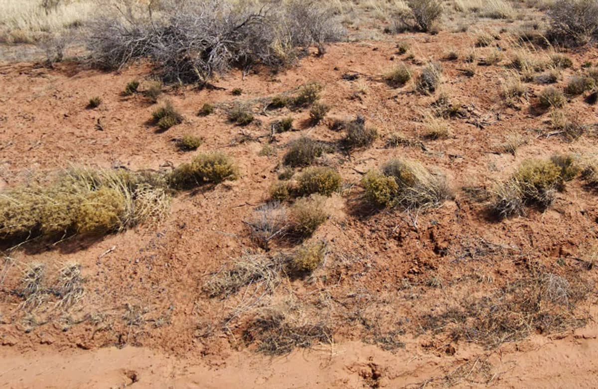 Raw land for sale in navajo county, Arizona, USA