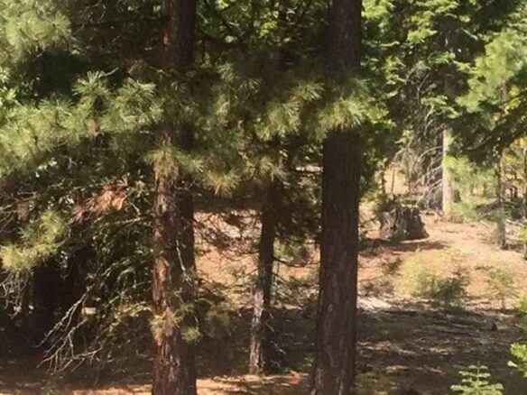 Raw land for sale in Modoc county, California, USA