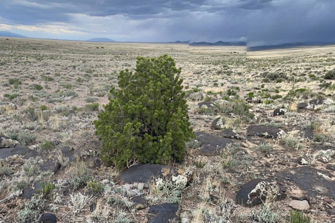 CO-Costilla-70317220