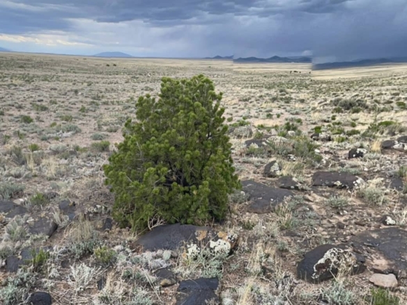 CO-Costilla-70317220