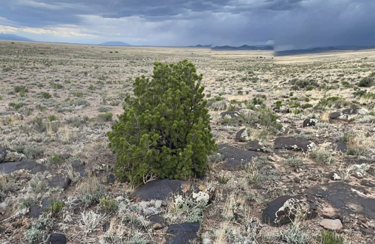 CO-Costilla-70317220